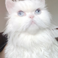 Exotic Shorthair, Kedi  Luna fotoğrafı
