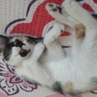 Tekir Kedi, Kedi  Karamel  fotoğrafı