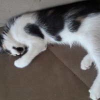 Tekir Kedi, Kedi  Karamel  fotoğrafı