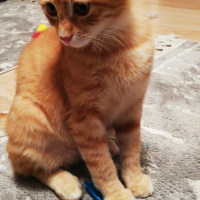 Sarman, Kedi  Ponpon fotoğrafı