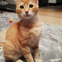 Sarman, Kedi  Ponpon fotoğrafı