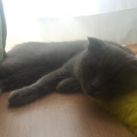 Scottish Fold, Kedi  Sıdıka ve safinaz fotoğrafı