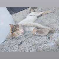 Tekir Kedi, Kedi  Prenses fotoğrafı