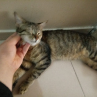 Tekir Kedi, Kedi  pınar fotoğrafı