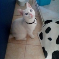 Ankara Kedisi, Kedi  Karla , klara , karlos fotoğrafı