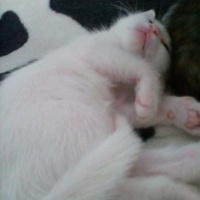 Ankara Kedisi, Kedi  Karla , klara , karlos fotoğrafı