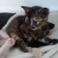 Ankara Kedisi, Kedi  Karla , klara , karlos fotoğrafı