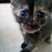 Ankara Kedisi, Kedi  Karla , klara , karlos fotoğrafı