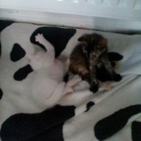 Ankara Kedisi, Kedi  Karla , klara , karlos fotoğrafı