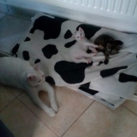 Ankara Kedisi, Kedi  Karla , klara , karlos fotoğrafı