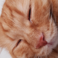 Chinchilla, Kedi  Balım fotoğrafı
