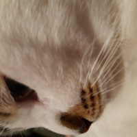 Tekir Kedi, Kedi  Minnoş fotoğrafı