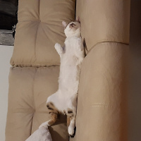 Tekir Kedi, Kedi  Minnoş fotoğrafı