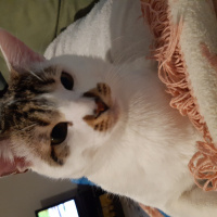 Tekir Kedi, Kedi  Minnoş fotoğrafı
