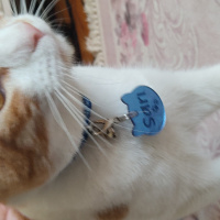 Sarman, Kedi  sarı fotoğrafı