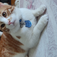 Sarman, Kedi  sarı fotoğrafı