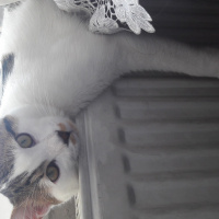 Tekir Kedi, Kedi  Suçlu fotoğrafı
