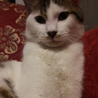 Tekir Kedi, Kedi  Suçlu fotoğrafı