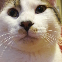 Tekir Kedi, Kedi  Suçlu fotoğrafı