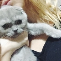 Scottish Fold, Kedi  Lila fotoğrafı