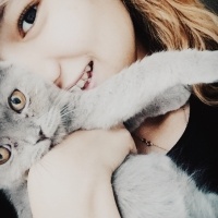 Scottish Fold, Kedi  Lila fotoğrafı