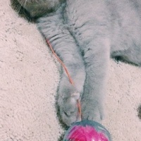 Scottish Fold, Kedi  Lila fotoğrafı