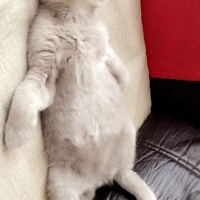 Scottish Fold, Kedi  Lila fotoğrafı