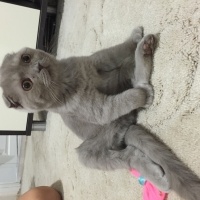 Scottish Fold, Kedi  Lila fotoğrafı