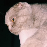 Scottish Fold, Kedi  Lila fotoğrafı