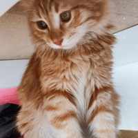 Sarman, Kedi  Tarçın fotoğrafı