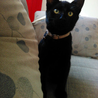 Bombay, Kedi  gölge fotoğrafı
