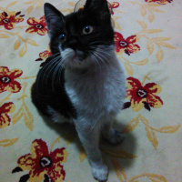 Bombay, Kedi  gölge fotoğrafı
