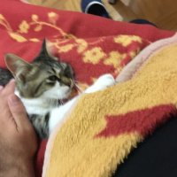 Tekir Kedi, Kedi  Luna fotoğrafı