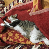 Tekir Kedi, Kedi  Luna fotoğrafı