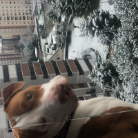 Amerikan Pitbull Terrier, Köpek  Pablo fotoğrafı