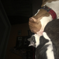 Amerikan Pitbull Terrier, Köpek  Pablo fotoğrafı