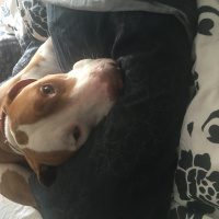 Amerikan Pitbull Terrier, Köpek  Pablo fotoğrafı