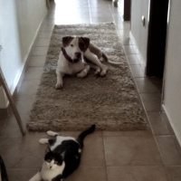 Amerikan Pitbull Terrier, Köpek  Pablo fotoğrafı