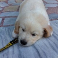 Golden Retriever, Köpek  Carlos fotoğrafı