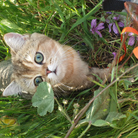 British Shorthair, Kedi  pamuk fotoğrafı