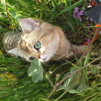 British Shorthair, Kedi  pamuk fotoğrafı