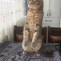 Scottish Fold, Kedi  Luna fotoğrafı