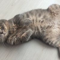 Scottish Fold, Kedi  Luna fotoğrafı