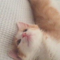 Tekir Kedi, Kedi  Mia fotoğrafı