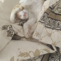 Tekir Kedi, Kedi  Mia fotoğrafı