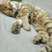 Tekir Kedi, Kedi  Havuç fotoğrafı