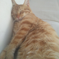 Tekir Kedi, Kedi  Havuç fotoğrafı