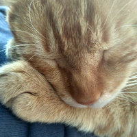 Tekir Kedi, Kedi  Havuç fotoğrafı