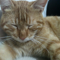 Tekir Kedi, Kedi  Havuç fotoğrafı