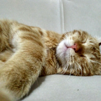 Tekir Kedi, Kedi  Havuç fotoğrafı